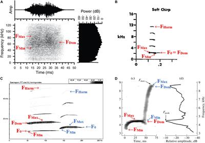 Think Before They Squeak: Vocalizations of the Squirrel Family